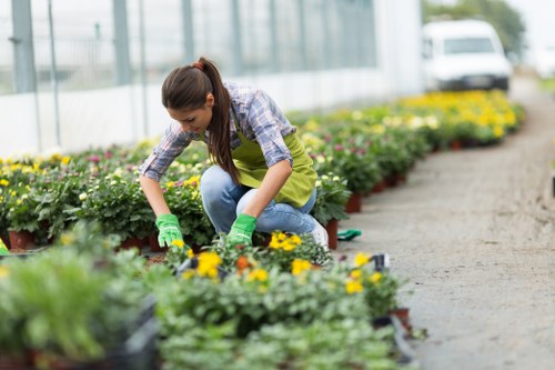 A young woman with long brown hair tied back, wearing a blue and white checkered shirt, yellow apron, and green gardening gloves, is kneeling in a greenhouse or nursery environment surrounded by rows of potted flowering plants with yellow and purple blossoms. She is actively tending to the plants, using her hands to remove weeds or prune, with her focus directed downward. The background shows a bright, enclosed outdoor space with glass panels allowing natural light, and the ground is covered in a gravel or paved pathway. The garden setting features well-organized, vibrant plant beds that are part of a professionally maintained outdoor or greenhouse garden area, reflecting typical landscaping and gardening maintenance services in Pimlico or nearby London locations. The scene highlights the care and attention involved in nurturing plants for landscaping or garden enhancement purposes, aligned with professional gardening service standards offered by companies like Landscapers Pimlico.