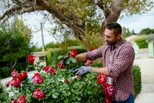 A man in a checkered shirt wearing gardening gloves is tending to vibrant red roses in a well-maintained front garden. The garden features a neatly trimmed hedge along the sidewalk, with a lush lawn area and a large tree providing shade in the background. Paved pathways border the flower beds, which are filled with a variety of shrubbery and flowering plants. The scene is set on a bright, sunny day with clear weather, and the environment suggests a peaceful residential area in Pimlico. The man appears focused as he inspects or prunes the roses, highlighting outdoor gardening and maintenance activities typical of professional landscaping services offered by Landscapers Pimlico in the local area.