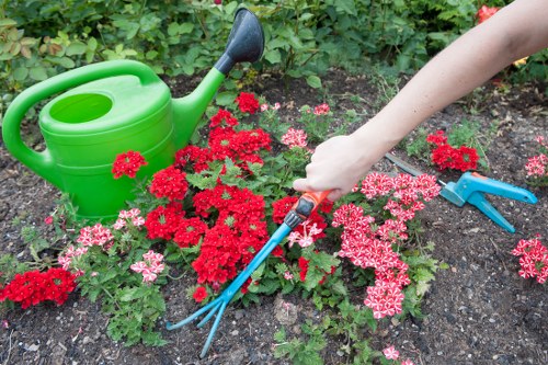 Professional lawn mowing service in Pimlico
