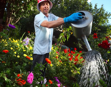 A man wearing a red gardening hat, light blue shirt, and blue gardening gloves is watering a colorful garden with a black watering can. The garden features a variety of flowering plants in vibrant shades of red, pink, yellow, and purple, arranged in a lush, well-maintained outdoor space. In the background, there are green trees and shrubs providing natural shade and backdrop. The ground consists of soil and possibly some paving or garden beds, with an overall appearance of a neat and thriving garden area typical of residential or commercial landscaping in Pimlico. The scene is set on a bright, sunny day, highlighting the lush greenery and vivid flower colours, reflecting the professional gardening and planting services offered by Landscapers Pimlico in the local area.