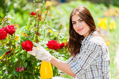 A young woman with long brown hair, wearing a light blue and white checkered shirt and garden gloves, is tending to vibrant red roses in a well-maintained garden. She is holding a yellow garden spray bottle and appears to be carefully pruning or watering the roses. The garden features lush green foliage, with a variety of plants, shrubs, and flowering greenery in the background, suggesting a cultivated outdoor space typical of a residential garden in Pimlico. Sunlight illuminates the scene, highlighting the natural colors of the flowers and leaves, and creating a warm, inviting outdoor environment suitable for gardening and landscape maintenance. The setting reflects a tidy, landscaped yard with a mix of flower beds and healthy lawn areas, indicative of professional gardening services offered by companies like landscaperspimlico.co.uk specialized in lawn care, planting, and outdoor maintenance in the Pimlico area of London.