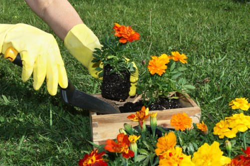 A gardening scene showing a person wearing yellow gardening gloves transplanting a vibrant orange flowering plant into a wooden planter box placed on a well-maintained grassy lawn. The planter contains dark, moist soil and is positioned among a variety of bright yellow and orange flowers in full bloom, with some plants spilling over the edges of the wooden container. The background reveals a lush, green lawn extending into a landscaped outdoor area, with natural daylight illuminating the scene, indicating a clear and mild weather day. This image reflects professional gardening activities common in residential and commercial outdoor spaces around Pimlico, supporting services such as planting and lawn care.