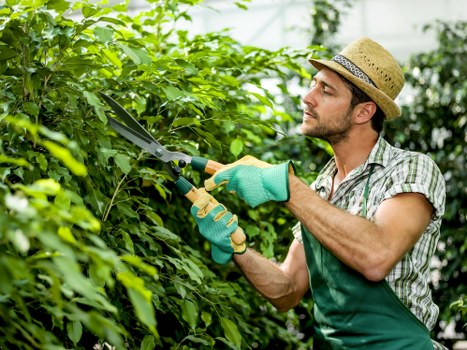 A man wearing a straw hat, patterned shirt, and green gardening gloves is trimming dense green hedge foliage with pruning shears in a well-maintained outdoor garden space. The hedge runs along a lawn area with lush grass in the foreground, bordered by a narrow soil bed. In the background, there are taller trees and additional shrubbery, suggesting a private residential back garden in Pimlico. The scene is illuminated by natural daylight, indicating a clear, bright day, with gentle sunlight casting soft shadows. The garden features a combination of trimmed hedge boundaries, open grassy sections, and natural plant textures, reflecting professional landscaping care by Landscapers Pimlico. The overall environment looks neat, organized, and suitable for outdoor leisure and aesthetic enhancement, typical of a well-managed urban garden setting in London.