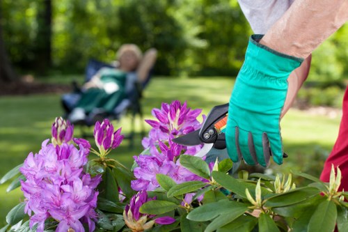 A gardener wearing teal gloves is pruning a flowering shrub with vibrant pink and purple blooms in a well-maintained front or back garden. The garden features a lush, green lawn with dense grass and a border of flowering plants. In the background, a paved pathway or patio area bordered by neatly trimmed hedges and trees provides a natural setting, with dappled sunlight filtering through the leaves. The scene evokes a carefully cared-for outdoor space suitable for landscaping and garden renovation services by Landscapers Pimlico. The weather appears bright and clear, contributing to a thriving garden environment typical of the Pimlico area in London, with overall natural tones of green, pink, and purple present across the garden's elements.