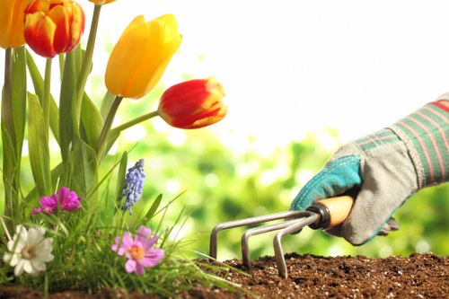 A gardener's hand wearing a padded glove holds a hand cultivator as it is used to loosen dark, rich soil in a flower bed in a small, well-maintained garden. The flower bed features a variety of blooming flowers, including vibrant orange and yellow tulips and delicate purple, pink, and white blossoms, creating a colorful contrast against the green foliage. In the background, a neatly trimmed hedge and lush greenery are visible, indicating a thoughtfully landscaped outdoor space typical of gardens in Pimlico. The scene is set under natural daylight, suggesting clear weather, and the image emphasizes the quality of soil preparation and flower bed care necessary for a flourishing garden, aligning with gardening services offered by companies like landscaperspimlico.co.uk.