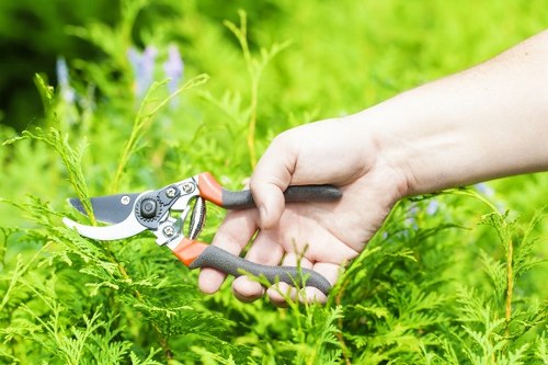 A close-up of a person's hand holding a pair of small pruning shears with red and black handles, trimming green fern-like plants in a garden. The garden features dense, lush foliage with a variety of leafy plants and ferns, some with textured, feathery leaves. In the background, out-of-focus green grass and other plants create a vibrant, natural setting typical of a well-maintained outdoor space in Pimlico, London. The scene is illuminated by natural daylight, suggesting a clear and bright weather condition, ideal for gardening activities. The image aligns with the services offered by Landscapers Pimlico, focusing on professional garden maintenance in the local area, including shrub and hedge trimming, lawn care, and general outdoor landscaping to enhance the natural beauty of residential gardens in the SW1 postcode district.