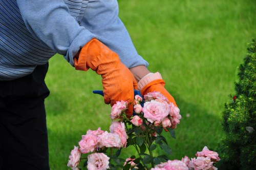 A gardener wearing an orange glove and a grey jumper is pruning a cluster of pink roses in a well-maintained garden. The garden features a lush, green lawn in the background with neatly trimmed shrubs and hedges along the periphery, indicating professional landscaping care by Landscapers Pimlico. The rose bush is healthy and vibrant, displaying multiple blossoms in full bloom with soft pink petals and green foliage. The scene is outdoors on a bright, clear day, with natural light highlighting the richness of the flower colors and the textures of the leaves and stems. The overall layout suggests a carefully designed space aimed at garden renovation and ongoing maintenance, consistent with services offered in Pimlico, Westminster, or surrounding London areas.