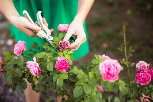 Professional landscaper designing a garden layout in Pimlico